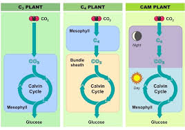 C3 C4 And Cam Plants Bioninja