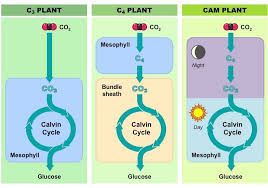 c3 c4 and cam plants bioninja