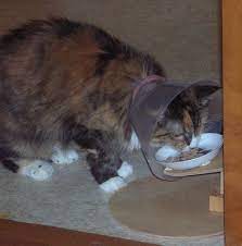 Cone Friendly Pet Eating Dish Stand Dog Cone Pets Cats For Sale