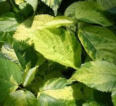 Image result for Acalypha volkensii