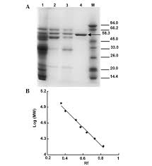 A Simple Method Of Catalase Purification For The