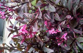 Die blätter zeigen ja nun erst einmal nach unten. Pseuderanthemum Atropurpureum Lila Falsche Eranthemum Familie Acanthaceae Zierstrauch Mit Lila Blatter Mit Heller Farbe Und Rosa Bluten Mit Weissen Einschussen Kronzipfel Gefleckt Lizenzfreie Fotos Bilder Und Stock Fotografie Image 58153631