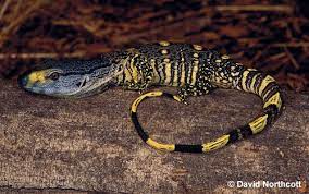 Check spelling or type a new query. Conservation And Breeding Of White Throated Monitors Reptiles Magazine