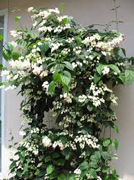Image result for Clerodendrum fuscum