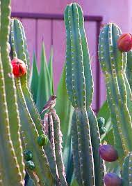 What is the minimum temperature a peruvian apple cactus can handle? Phillip S Natural World Peruvian Apple Cactus
