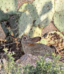 As unripe prickly pears tend to be less sweet, people who prefer a sweeter taste should look for red and nopal cactus and prickly pears are not widely available in my local area. Do Rabbits Eat Prickly Pear Cactus Rabbit Eating Prickly Pear Cactus Prickly Pear