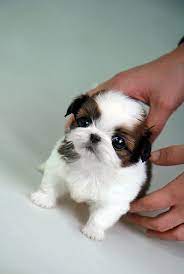 We use a personalized approach that caters to the needs of those in search of a new furry friend. Teacup Shih Tzu Oh I Really Want One Shih Tzu Shih Tzu Puppy Small Dog Breeds