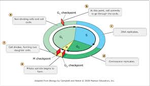 Ap biology reading guide holtzclaw answers chapter 1 18. Mastering Biology Chapter 12 Mitosis Flashcards Easy Notecards