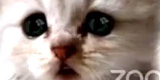 A zoom court hearing in texas took a detour when an attorney showed up looking like a kitten. The Dark History Of The Texas Cat Lawyer The Big Smoke