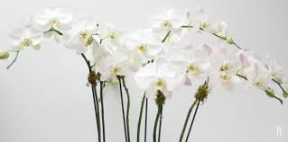 When one thinks life, he sees water. Freytag S Florist Simple Orchid Care Guide Freytags Florist Freytags Florist