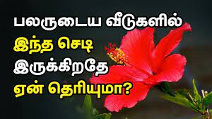 Pin On Tamil Health Tips