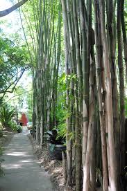 Image result for Pilea bambuseti