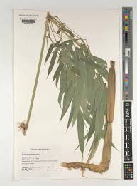 Image result for Oxytenanthera abyssinica