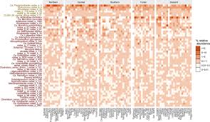 Image result for Brachythrix