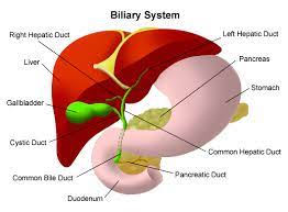 This diagram depicts location of liver in human anatomy. Liver Cancer Types Stanford Health Care