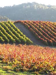 Tablas Creek Vineyard Blog Wine Country California Temecula Wineries Paso Robles Wineries