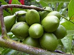 Image result for Artabotrys likimensis