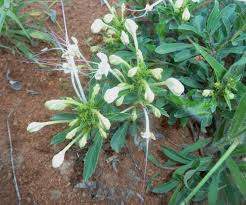Image result for Clerodendrum ternatum