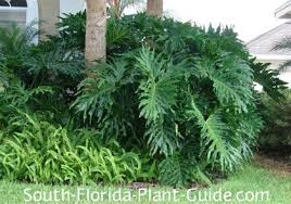 Guide for real florida gardeners. Philodendron Selloum Tropical Garden Plants Florida Plants