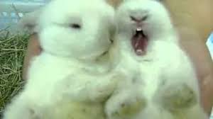 Protecţia şi îngrijirea lor este foarte importantă, la fel ca a tuturor celorlalte animale. Iepurasi Dragalasi Youtube
