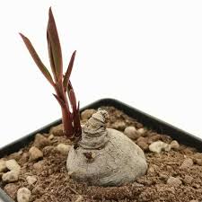 Image result for Monadenium pedunculatum