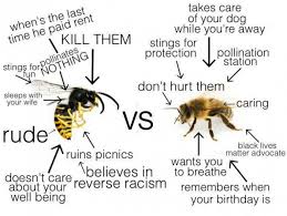 Differences Between Wasps And Bees Bee Bored Funny Bee Humor