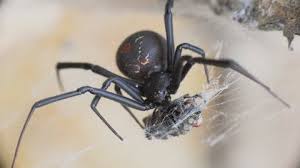 Black widow spiders have fangs. Redback Spider Stock Video Footage 4k And Hd Video Clips Shutterstock