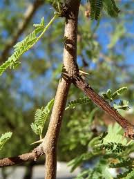 Image result for Acacia amythethophylla