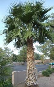 Mexican palms are large trees often growing up to 30 feet on average. Washingtonia Robusta Mexican Fan Palm H 60 100 W 15 30 Zone 8 13 Mexican Palm Tree Palm Trees Landscaping Palm Trees For Sale