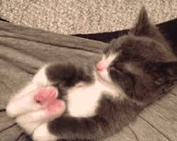 Https Encrypted Tbn0 Gstatic Com Images Q Tbn And9gcqdddwyhcowkursi02pmr Xcf9g3vu1tr28wg Usqp Cau A creative sticker of a tired cartoon cat rubbing eyes. 2