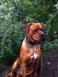 Chihuahua mix and beagle fiest mix for rehome (temple, ga) hide this posting restore restore this posting. Boxer X Rottweiler Puppies Sale