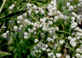 Image result for Cheirostylis lepida