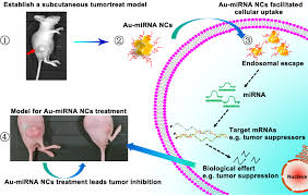 And take a look at the final results below Bio Responsive Self Assembly Of Au Mirnas For Targeted Cancer Theranostics Ebiomedicine