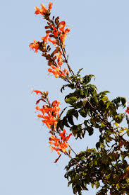 Image result for Tecomaria nyassae