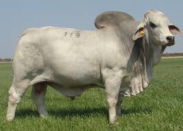 Brahman cattle are ideal for rugged grazing and browsing, they are hardy and tolerate heat and pests well.want to see more like this? Kroon Vee Brahmans