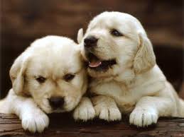 Golden retriever puppies re home 2nd Chance 4 Life Rescue 2ndchance4life Profile Pinterest