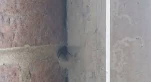 It was created from the melted remains of the flayed to serve as a physical body for the part of the mind flayer that had been trapped in hawkins following the closure of the gate. This Family Have Had A Pretty Massive Spider In Their House For Five Years