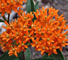 Pin On Garden