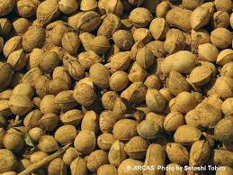 Image result for Vigna subterranea