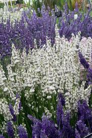 Lavandula X Chaytoriae Sawyer S Agm Lavandula X Intermedia Edelweiss L X Intermedia Gros Bleu Lavende Flower Stock Photography Planting Flowers Plants