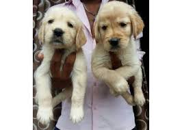 Below are 48 working coupons for discount pet stores near me from reliable websites that we have updated for users to get maximum savings. 3 Best Pet Shops In Nagpur Expert Recommendations