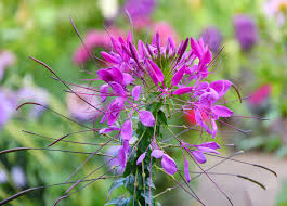 Image result for Cleome spinosa
