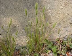 Image result for Polypogon