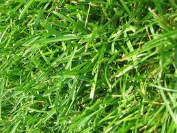 What Type Of Grass Seed Is Best For Clay Soil Hunker Grass Seed Types Best Grass Seed Lawn Bermuda Grass Seed