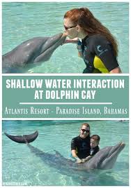 Galveston Cruises : Atlantis Dolphin Cay Deep Water Swim & Aquaventure :  Excursions