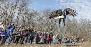 Trooper, the bald eagle rescued by Illinois police, returns to the call of  the wild