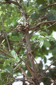 Image result for Ficus sur