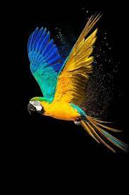 Top 30 Best Hd Wallpaper Images For Android Mobiles Beautiful Bird Wallpaper Parrots Art Parrot Wallpaper