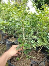 Maharaja lalu meminta beberapa pohon tua yang ada di desa ditebang untuk memberi ruang bagi istana yang baru dan amita devri bersama. Bibit Kawista Batu Shopee Indonesia