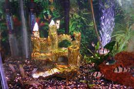 How To Get Rid Of Brown Algae Diatoms In Freshwater Aquaria Aquarium Algae Fish Tank Fish Tank Plants